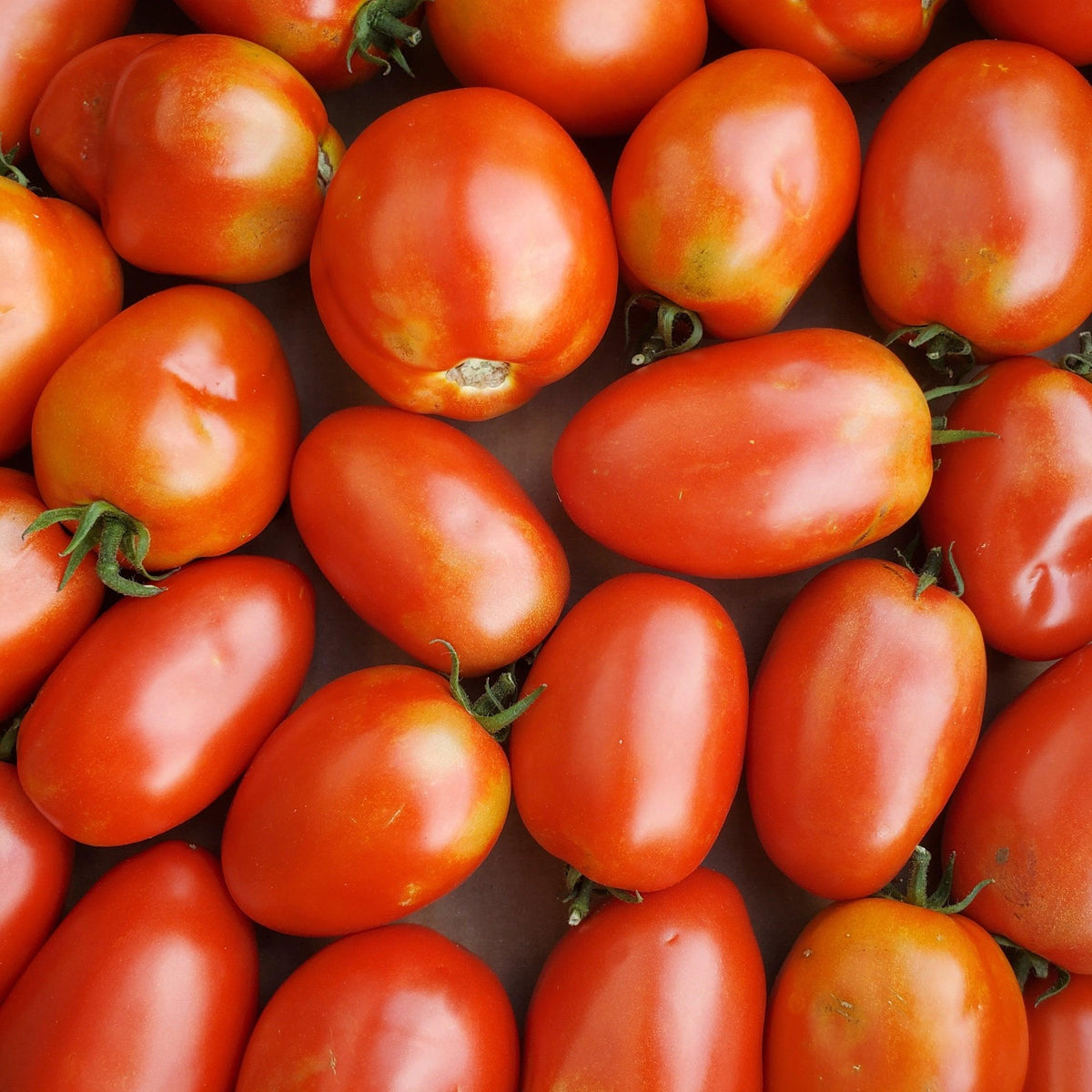 Roma Tomatoes